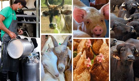 philippine livestock